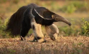 Ein Ameisenbär als WM 2026 Orakel