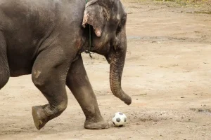 Ein Elefant als WM 2026 Orakel